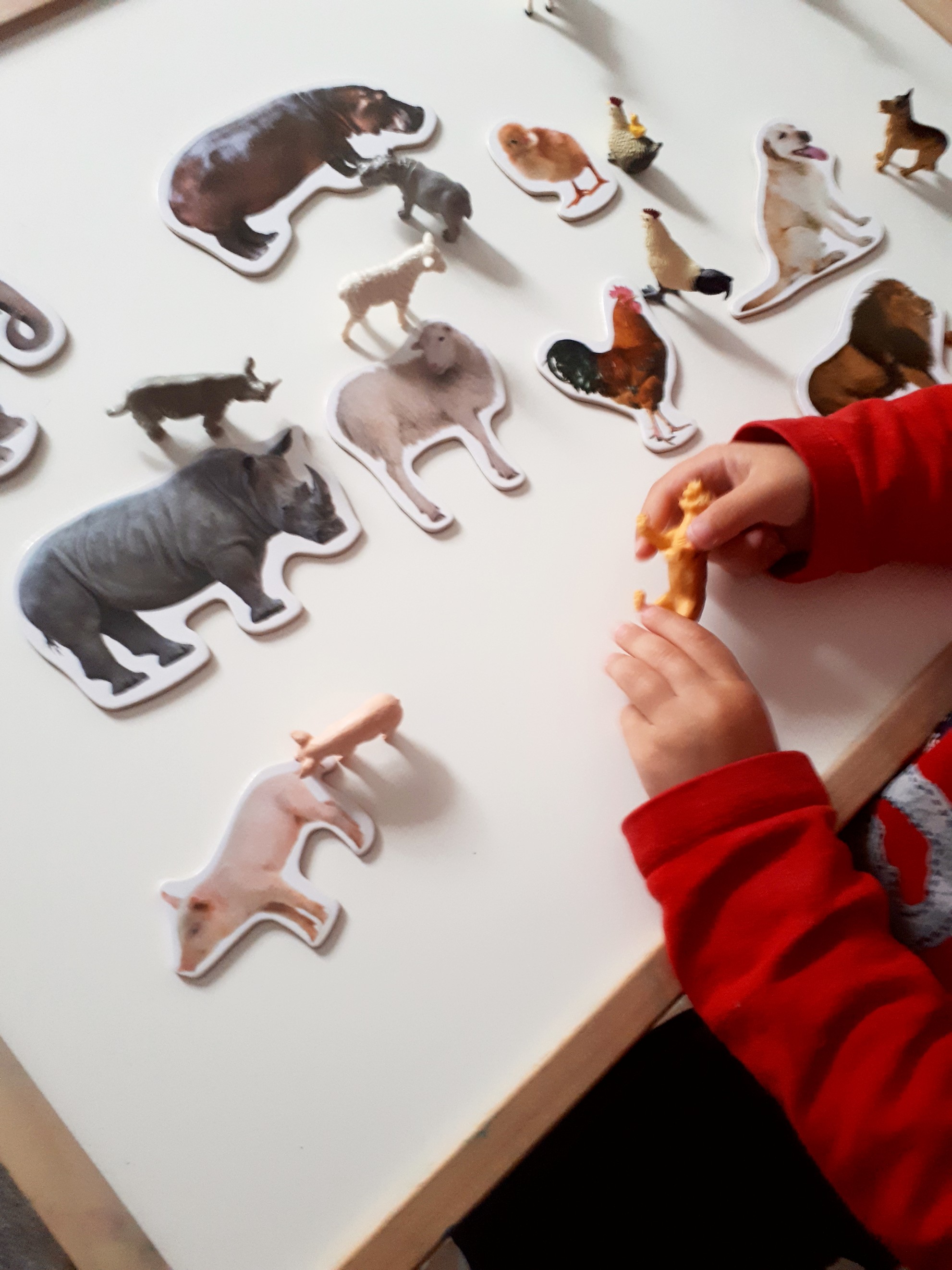Juegos animales Montessori